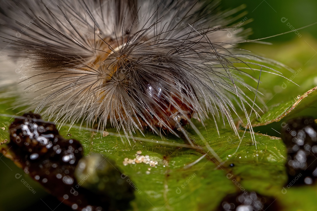 Tiger Moth Lagarta da tribo Arctiini.