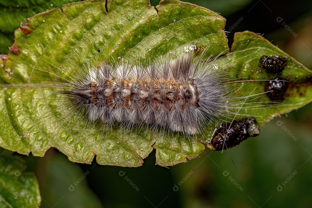 Tiger Moth Lagarta da tribo Arctiini.