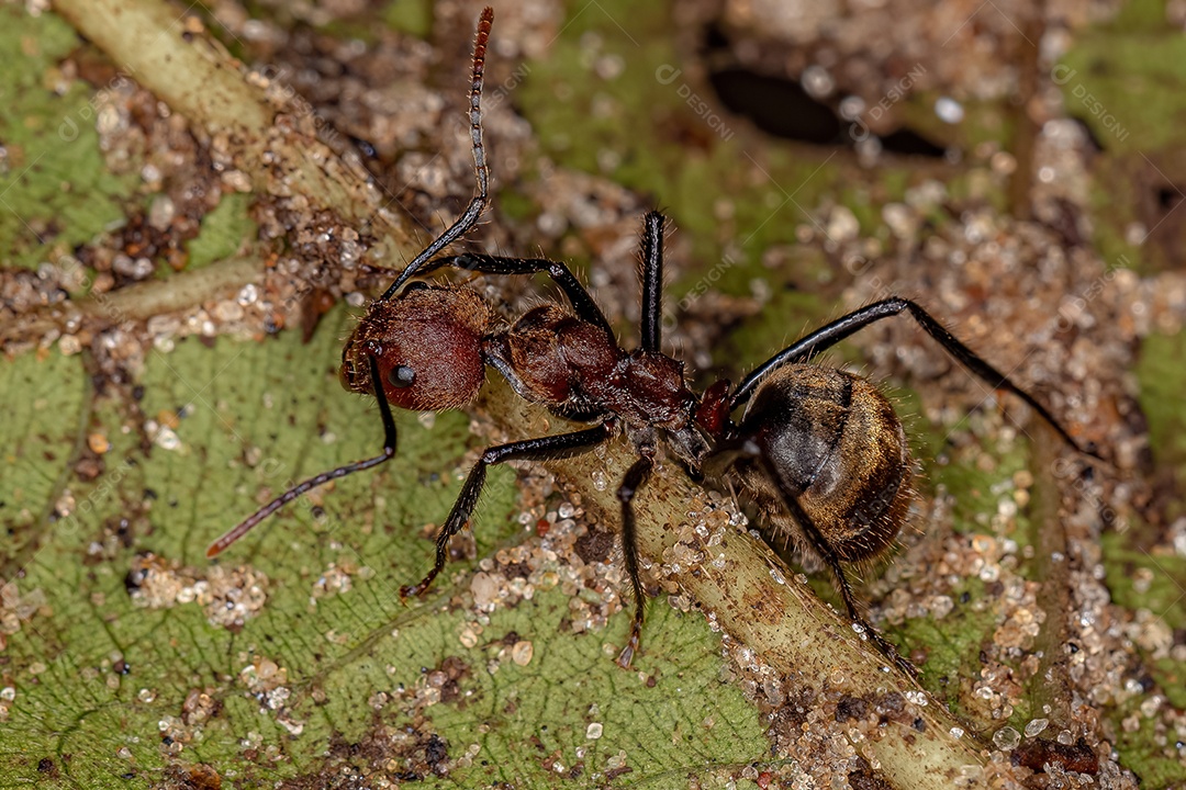 Formiga odorífera adulta da espécie Dolichoderus quadridenticulatus.