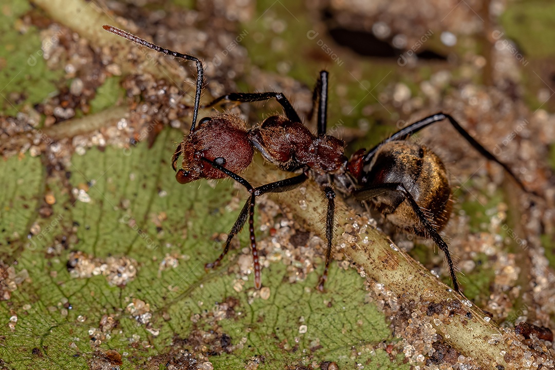 Formiga odorífera adulta da espécie Dolichoderus quadridenticulatus.