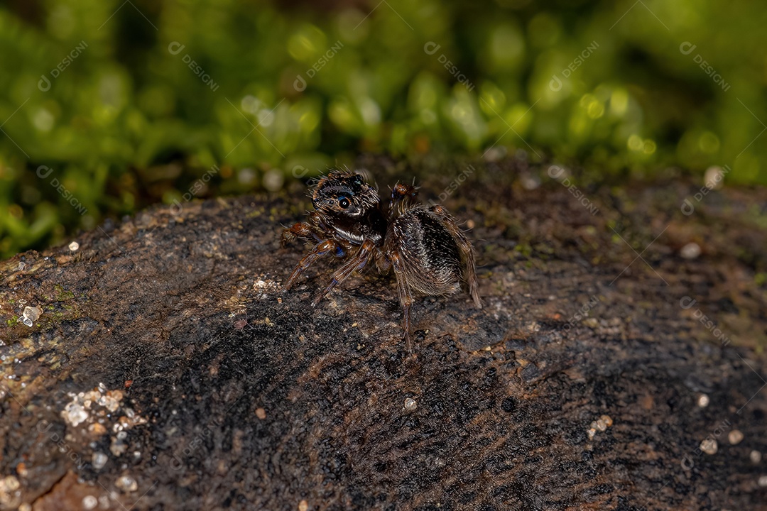 Pequena aranha saltadora preta da subfamília salticinae.