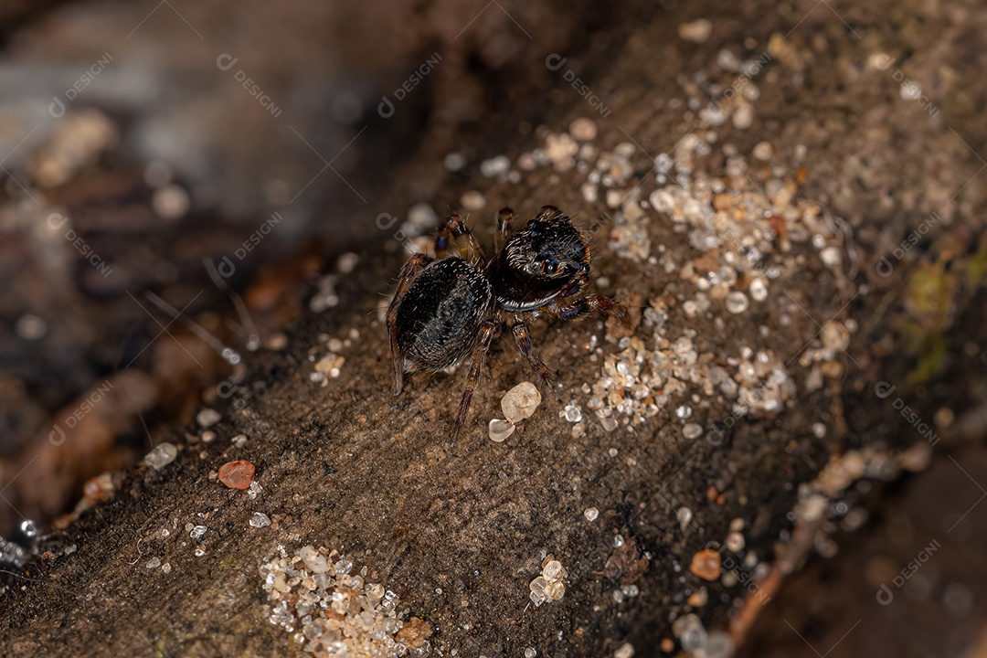 Pequena aranha saltadora preta da subfamília salticinae.