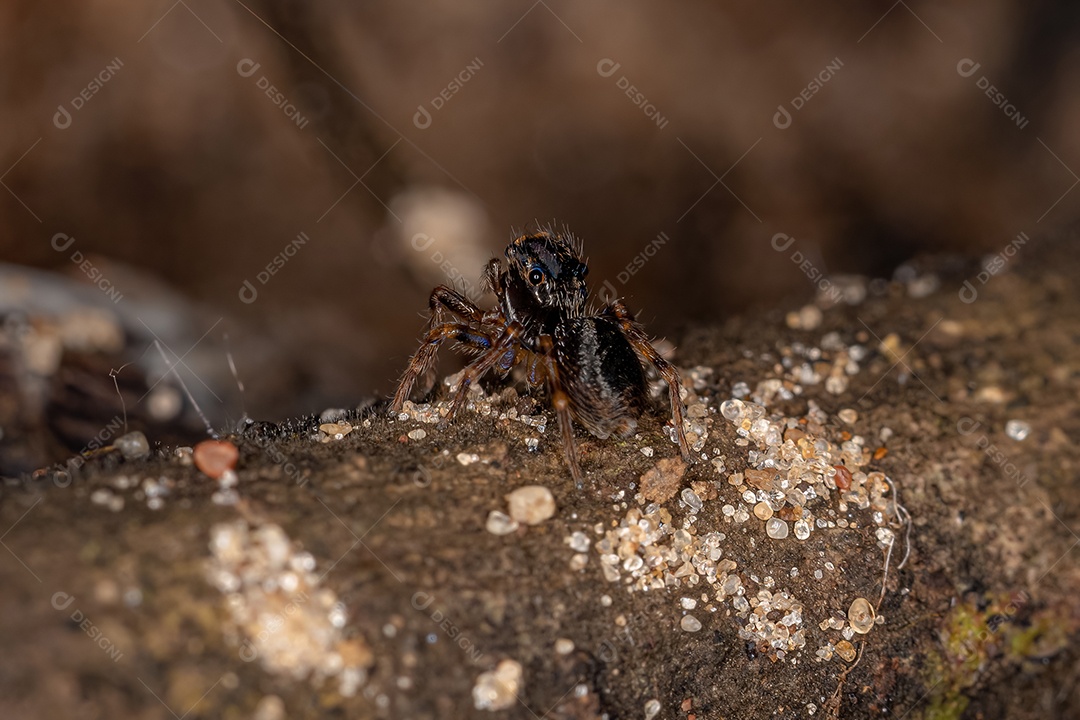 Pequena aranha saltadora preta da subfamília salticinae.