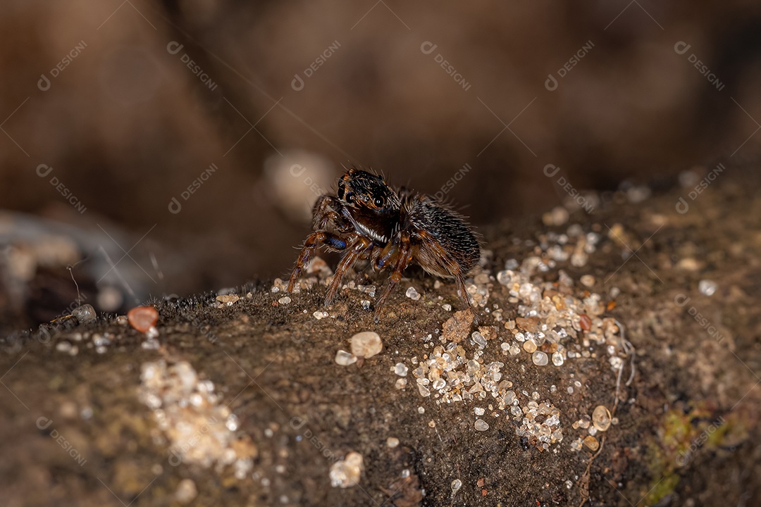 Pequena aranha saltadora preta da subfamília salticinae.