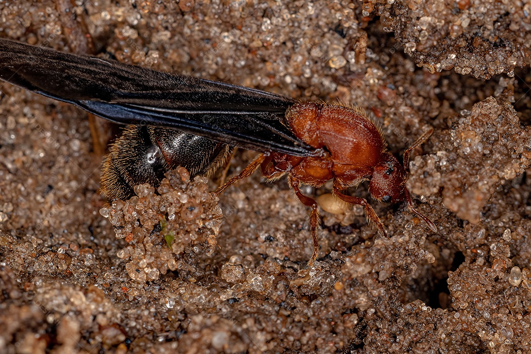 Formiga-de-fogo adulta do gênero Solenopsis.