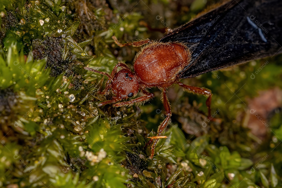 Formiga-de-fogo adulta do gênero Solenopsis
