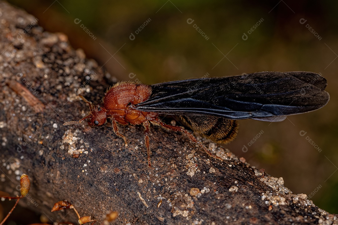 Inseto sobre floresta