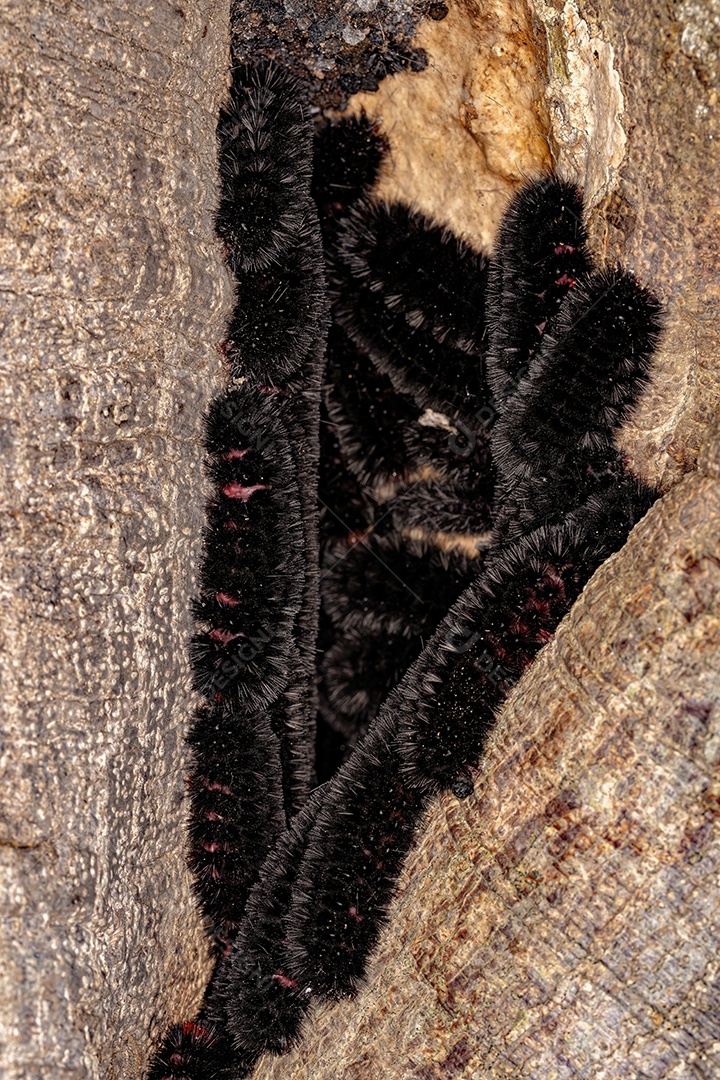 lagarta da mariposa negra do gênero Ammalo