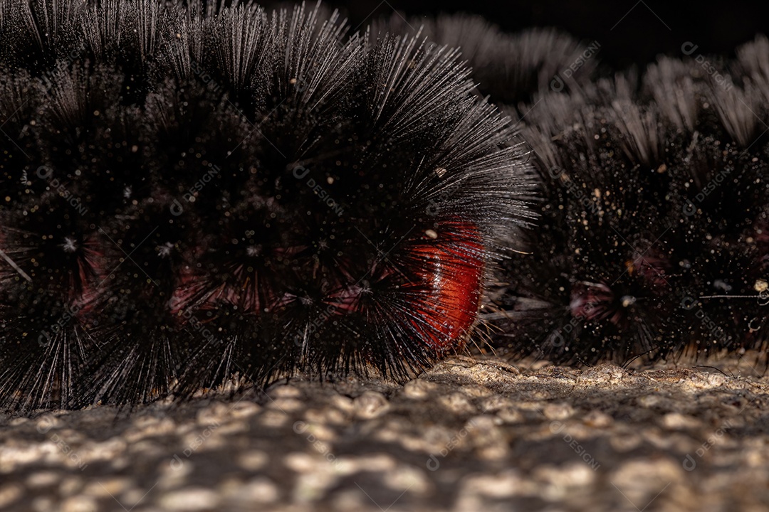 lagarta da mariposa negra do gênero Ammalo