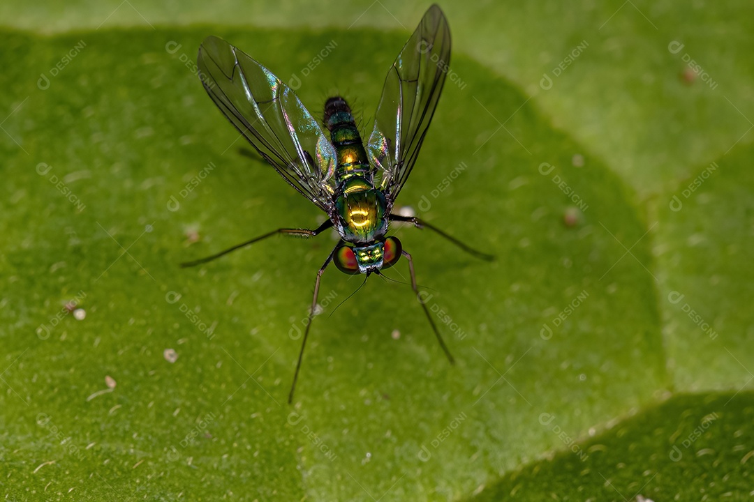 Inseto sobre floresta