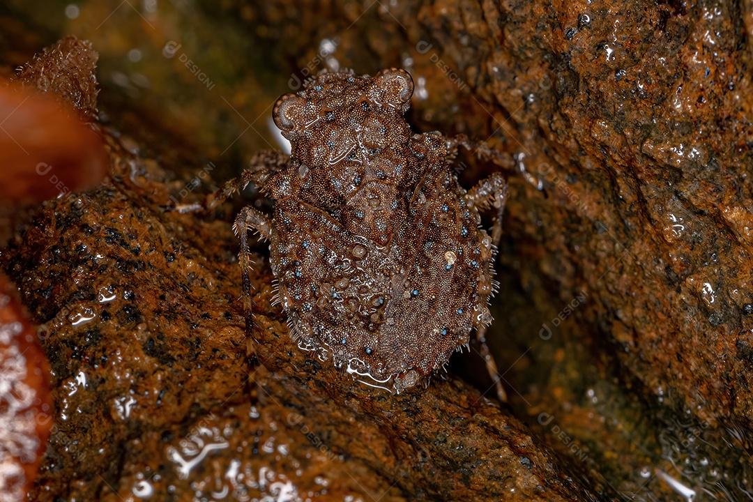 Inseto sapo adulto do gênero Gelastocoris.