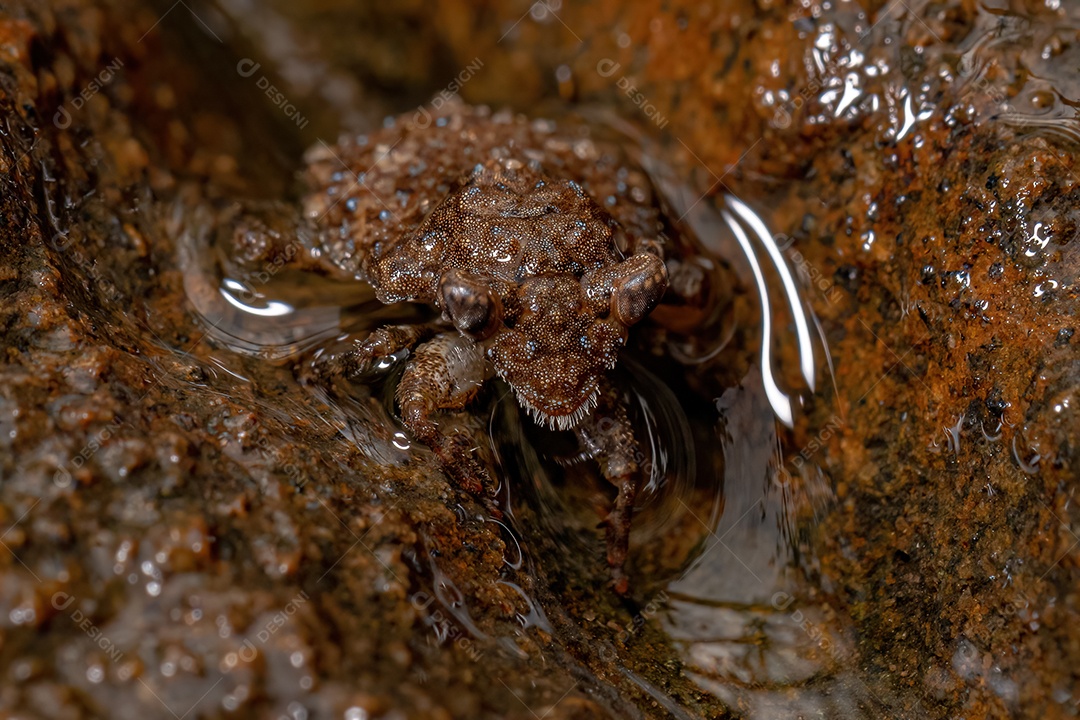 Inseto sapo adulto do gênero Gelastocoris.