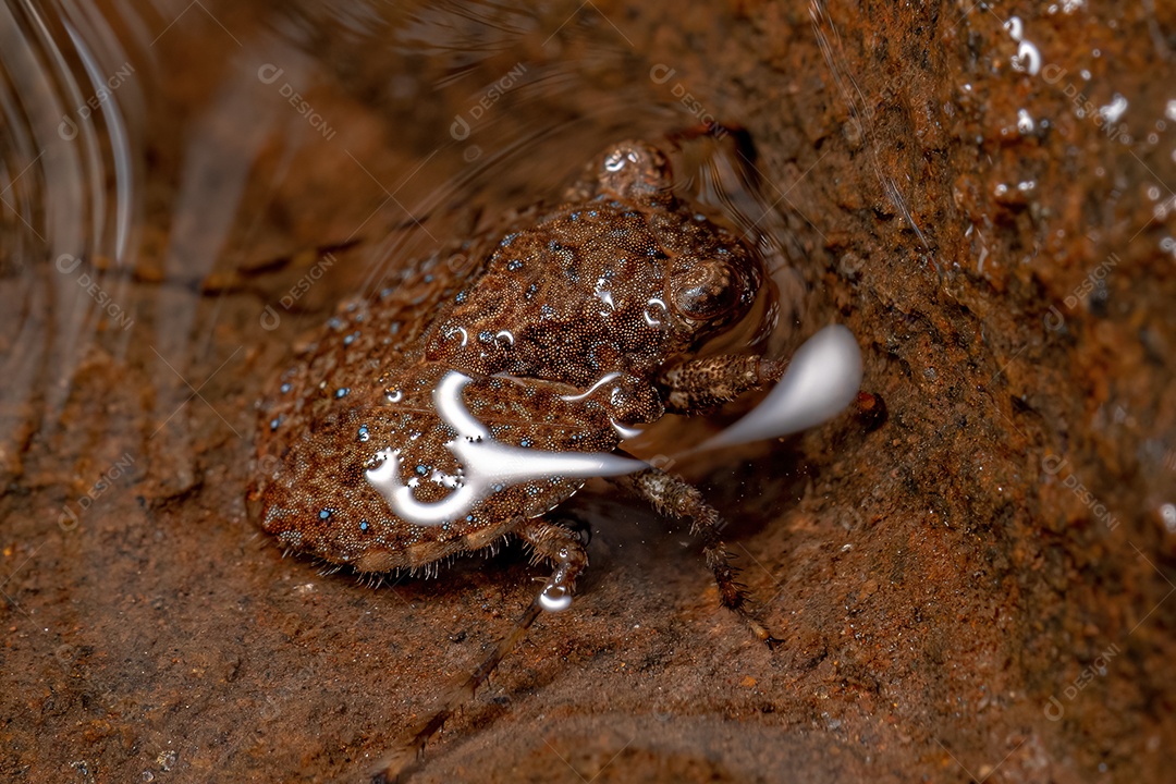 Inseto sapo adulto do gênero Gelastocoris.