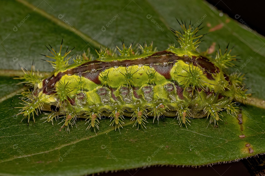 Euclea Slug Traça Lagarta do Gênero Euclea.