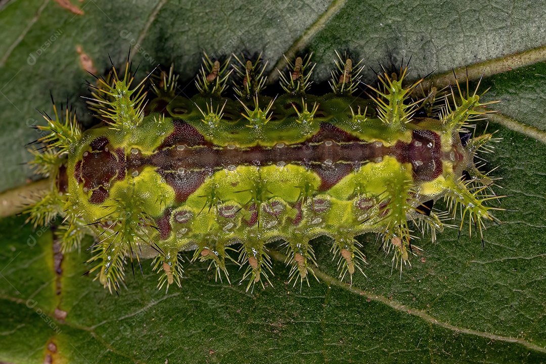 Euclea Slug Traça Lagarta do Gênero Euclea.