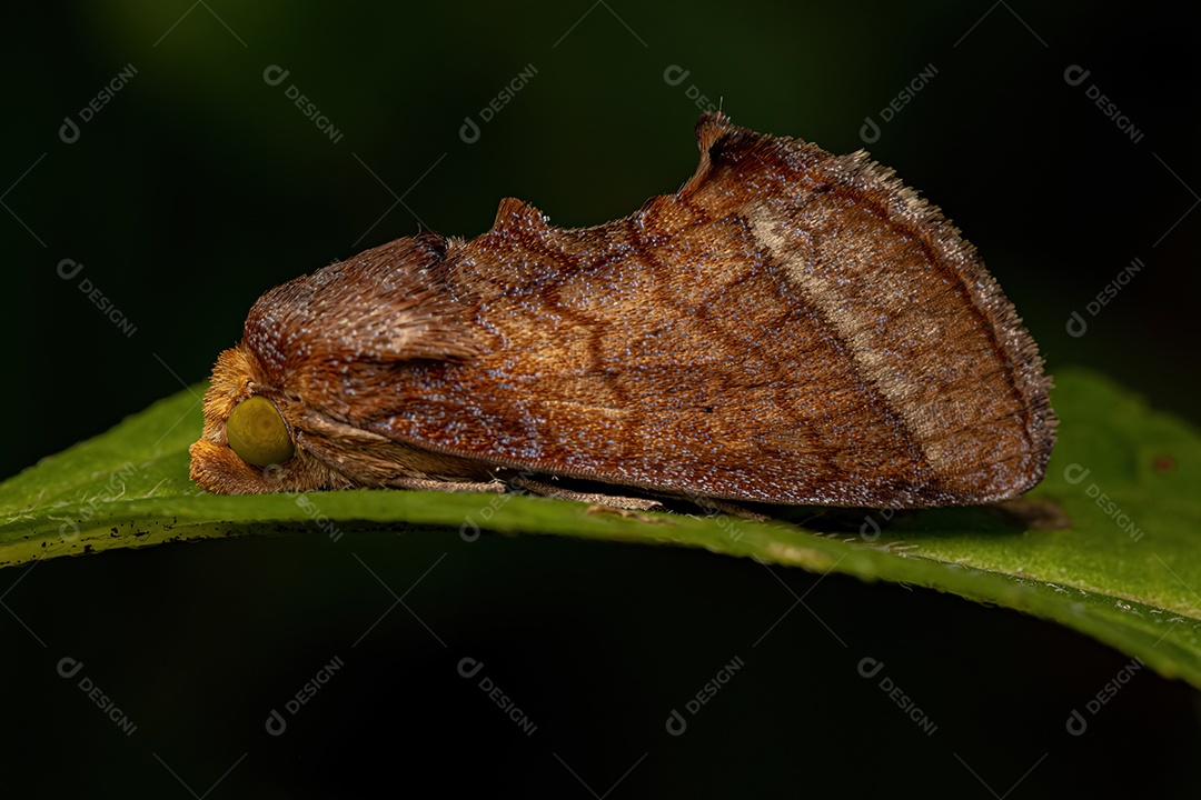 Mariposa perfurante adulta da subfamília Calpinae.