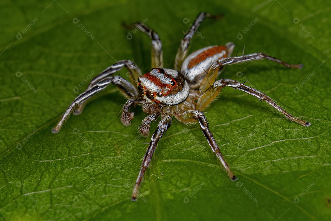 Aranha saltadora macho adulto do gênero Chira.