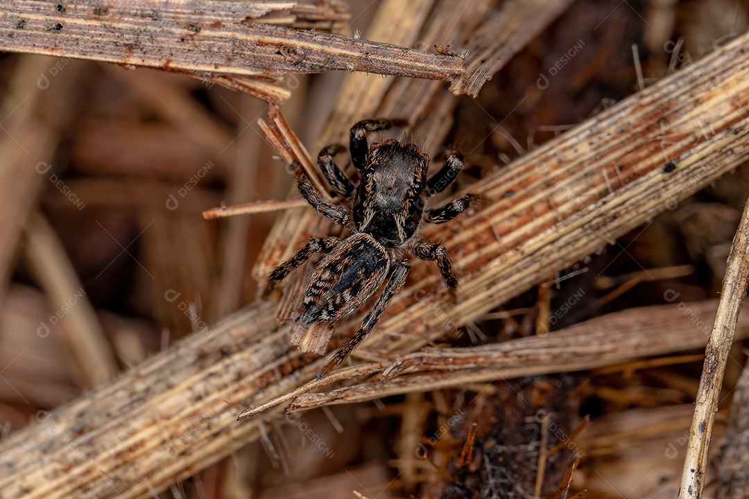 Pequena Aranha Saltadora da Subtribo Freyina.