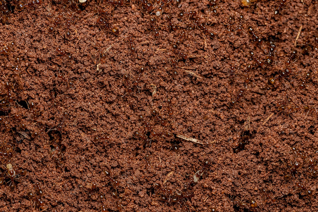 Formigas lava-pés adultas do gênero Solenopsis.