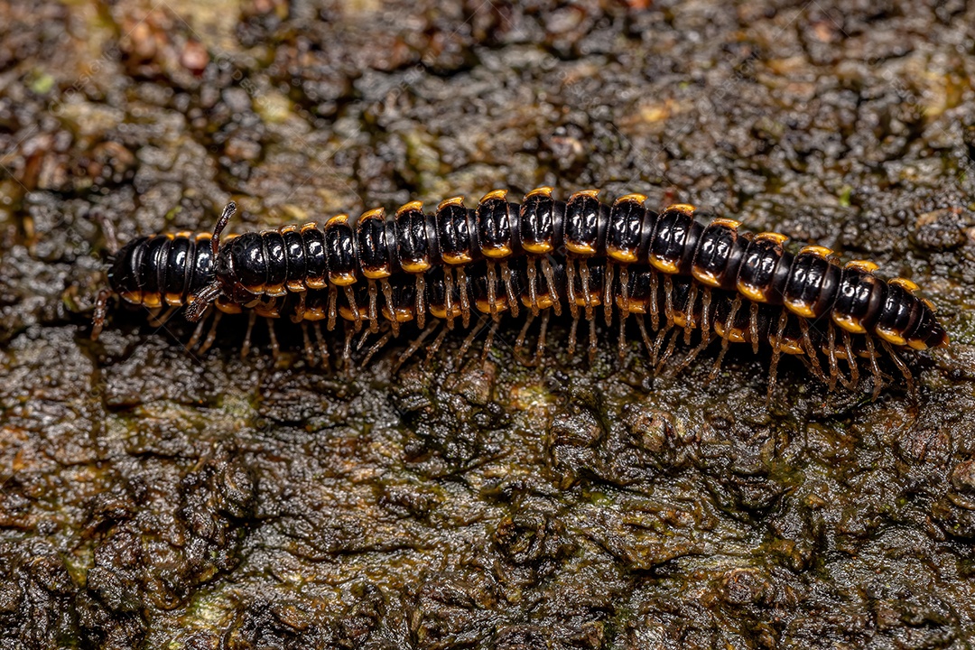 Pequeno Milípede de flange longa da espécie Asiomorpha coarctata.