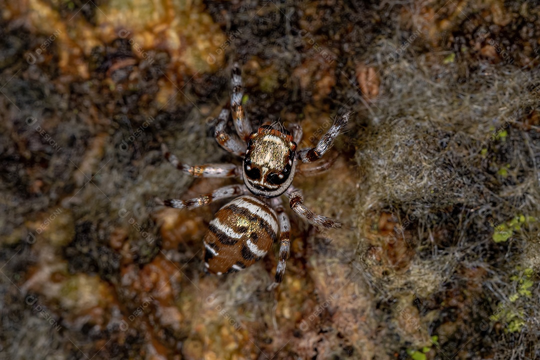 Aranha saltadora fêmea adulta da espécie Philira micans.