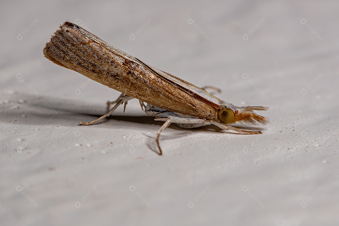 Mariposa adulta da subfamília Crambinae.