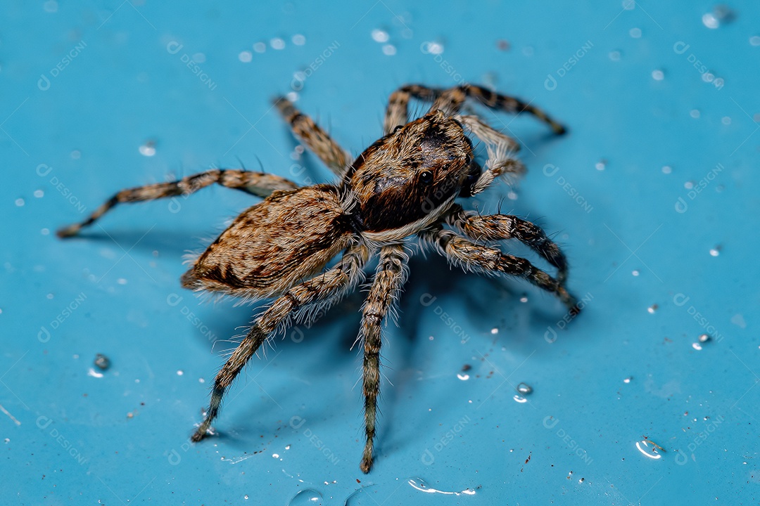 Aranha saltadora cinzenta fêmea adulta da espécie Menemerus bivittatus.