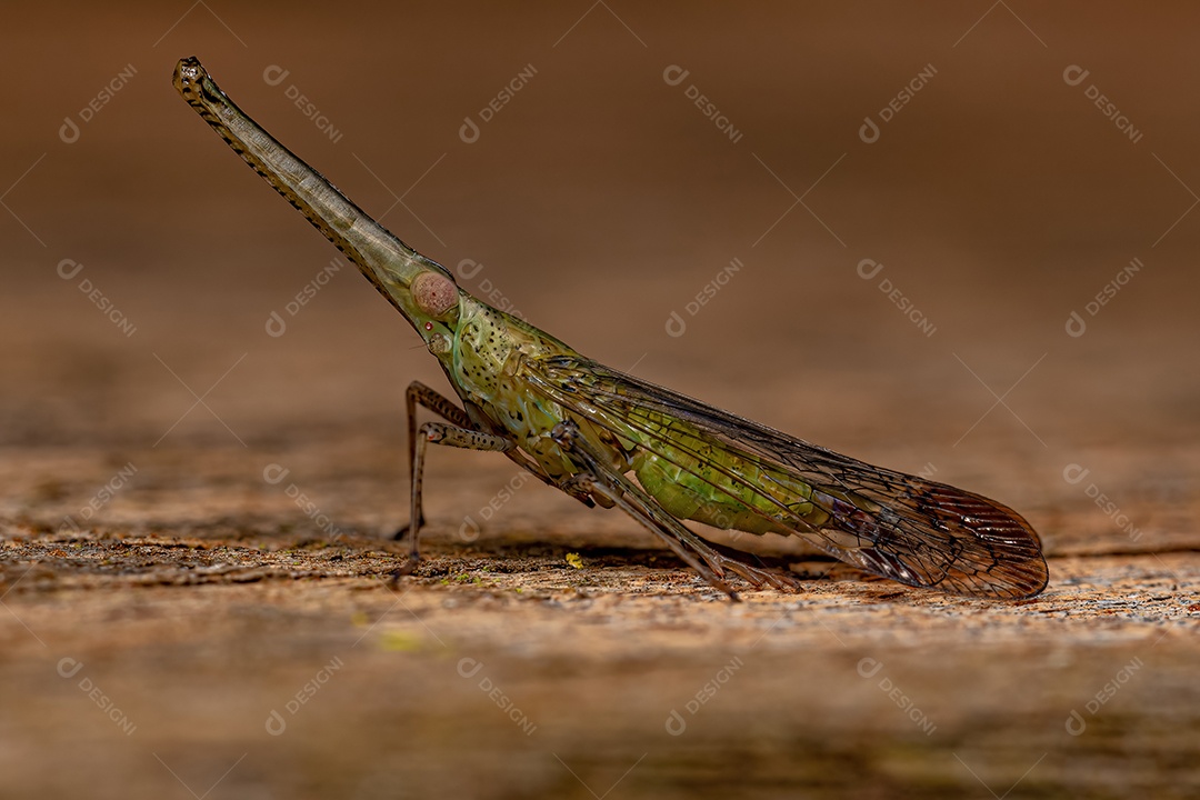 Adulto verde Dictyopharid Planthopper Inseto da família Dictyopharidae que se parece com um gavial ou crocodilo.