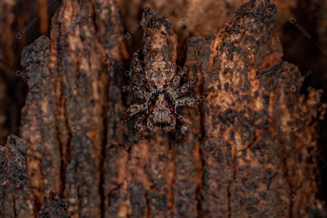 Pequena aranha saltadora da espécie Marma nigritarsis