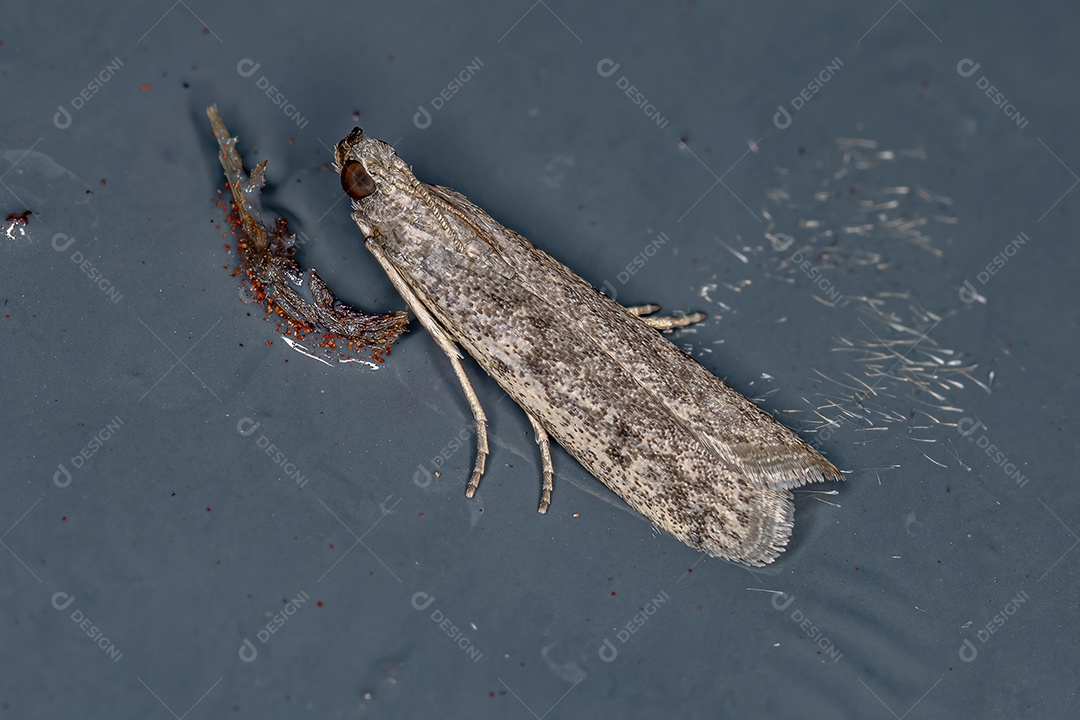 Mariposa de focinho piralídeo adulta da família Pyralidae.