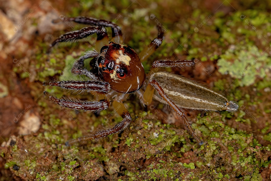 Aranha saltadora macho adulto do gênero Colonus.