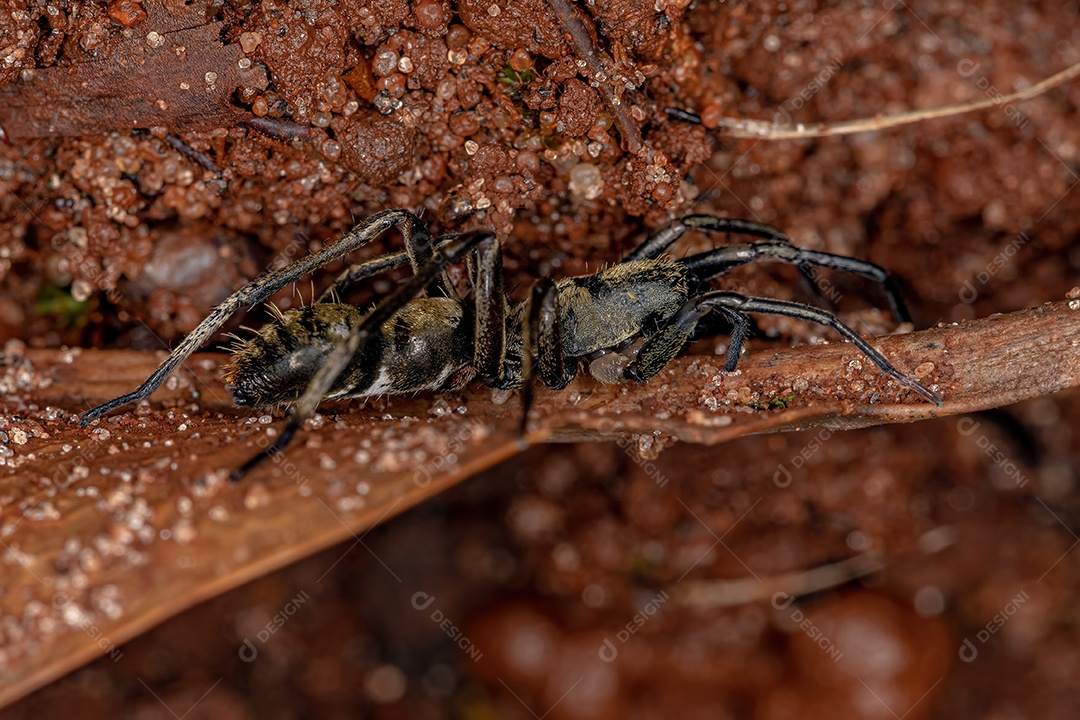 Aranha de Saco Fêmea Adulta Imitadora de Formiga da Família Corinnidae.