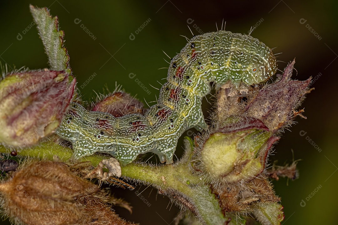 Lagarta da mariposa verde cutworm da família Noctuidae.