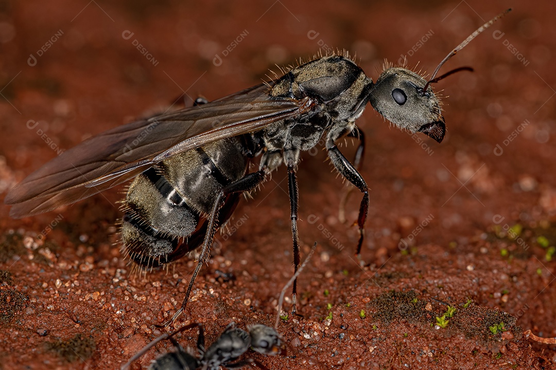 Formiga Rainha Carpinteira Fêmea adulta do gênero Camponotus.