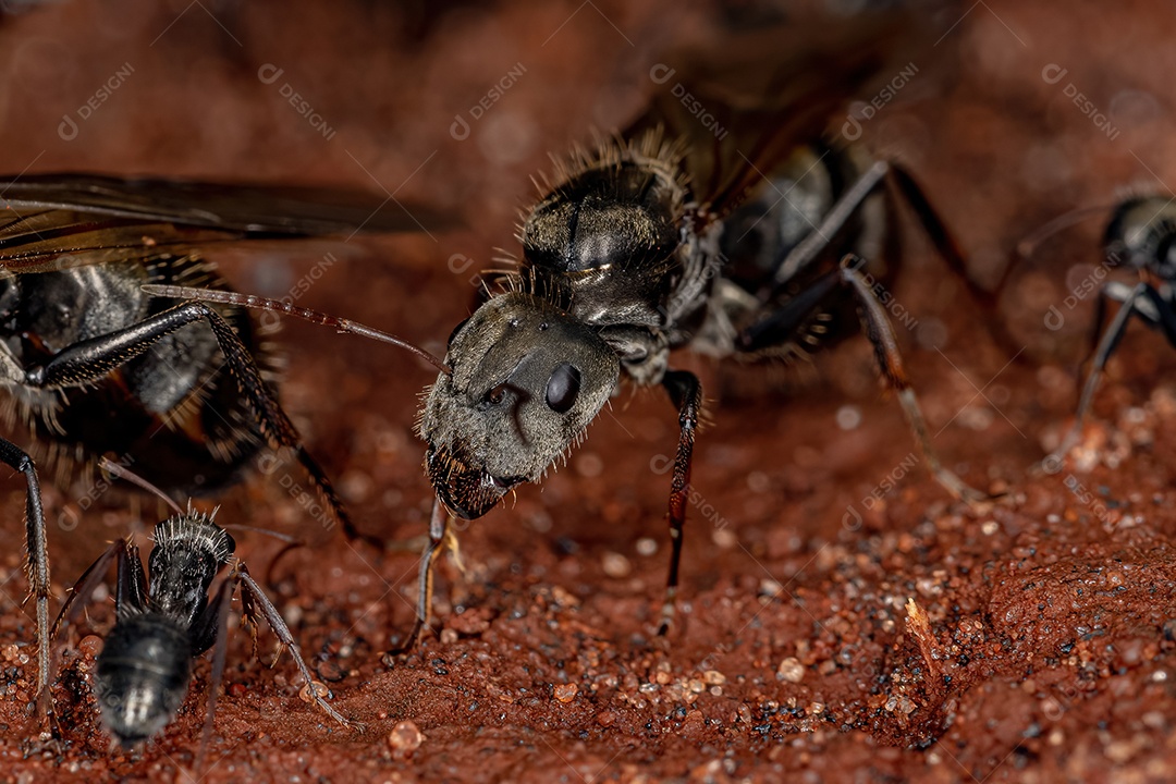 Formiga Rainha Carpinteira Fêmea adulta do gênero Camponotus.