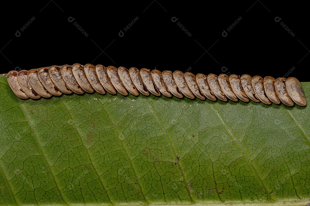 Folha Katydid Ovos chocados da Subfamília Phaneropterinae.