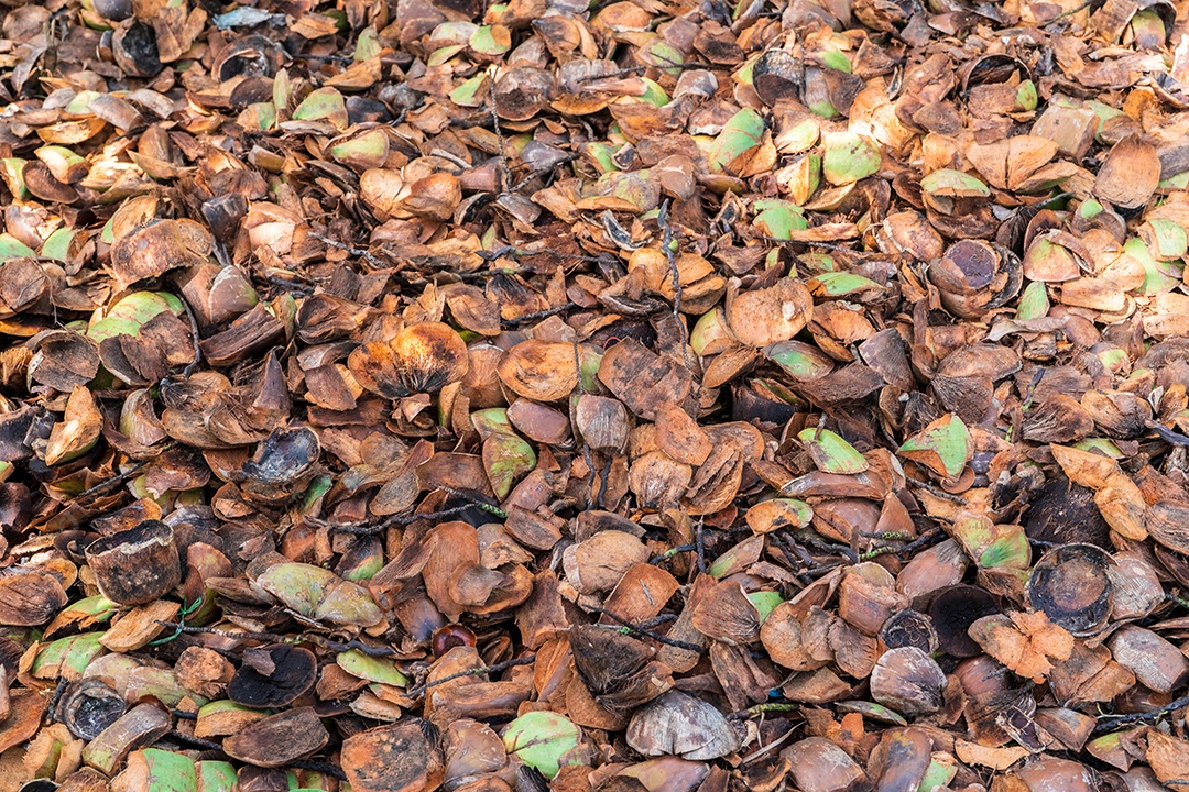 Resíduos de casca de coco com alto teor de lignina são usados ​​para fazer compostagem em orgânicos