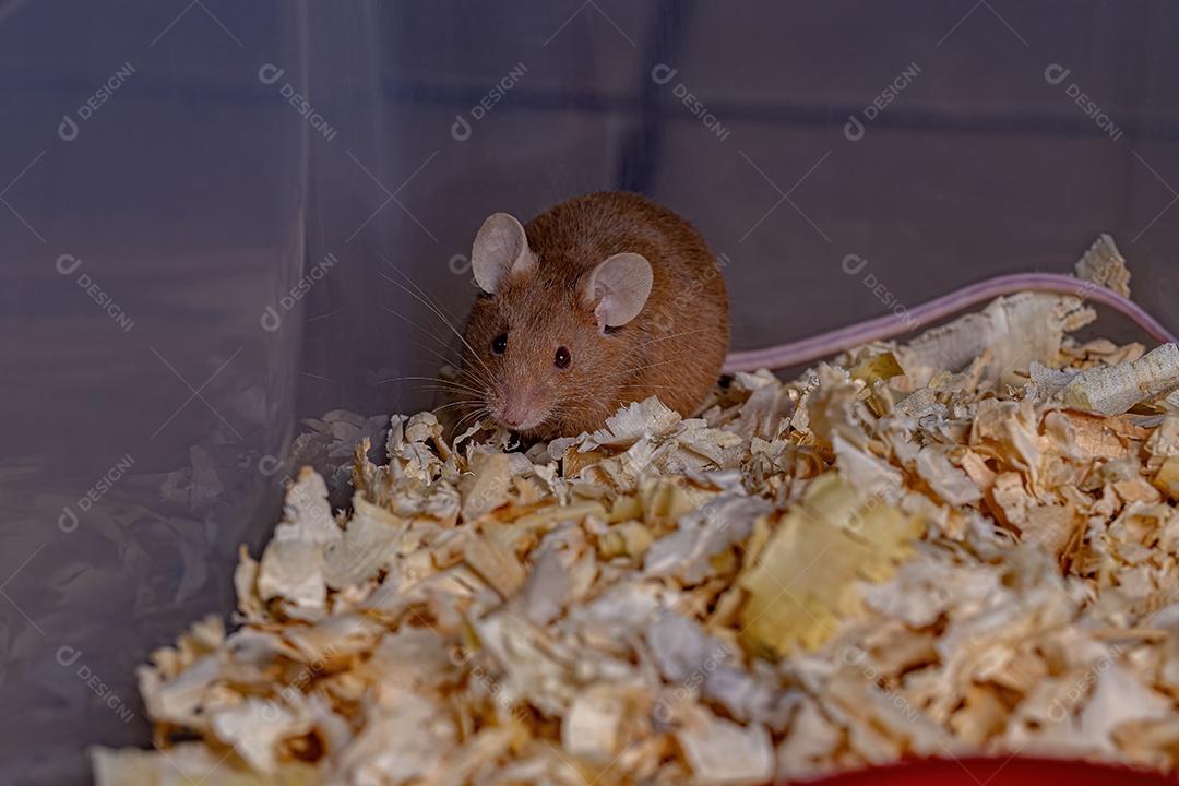 Camundongo pequeno da espécie Mus musculus