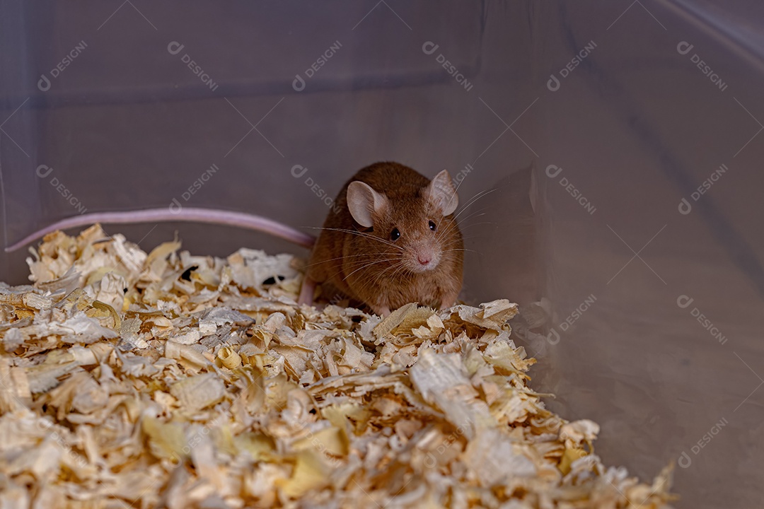 Camundongo pequeno da espécie Mus musculus