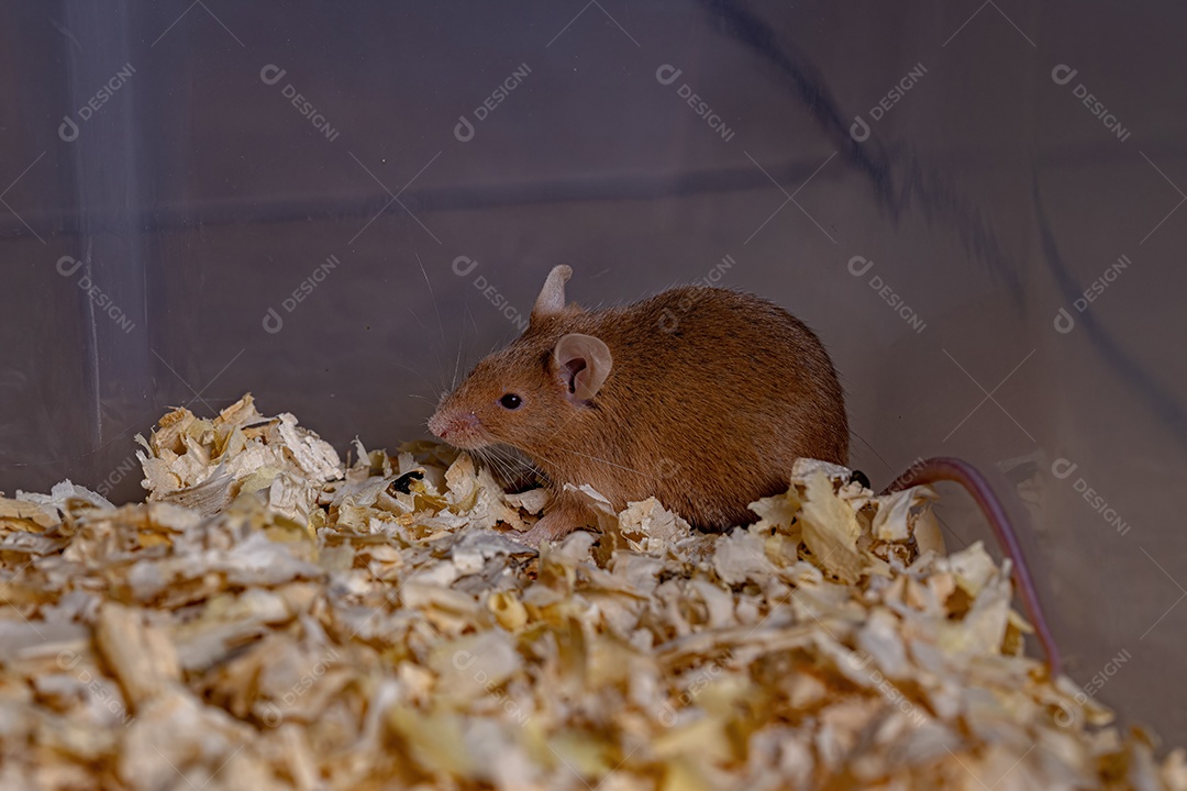 Camundongo pequeno da espécie Mus musculus