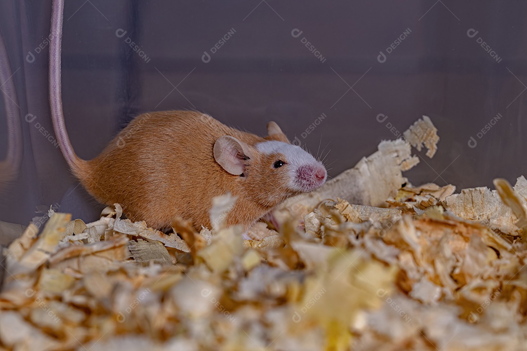 Camundongo pequeno da espécie Mus musculus