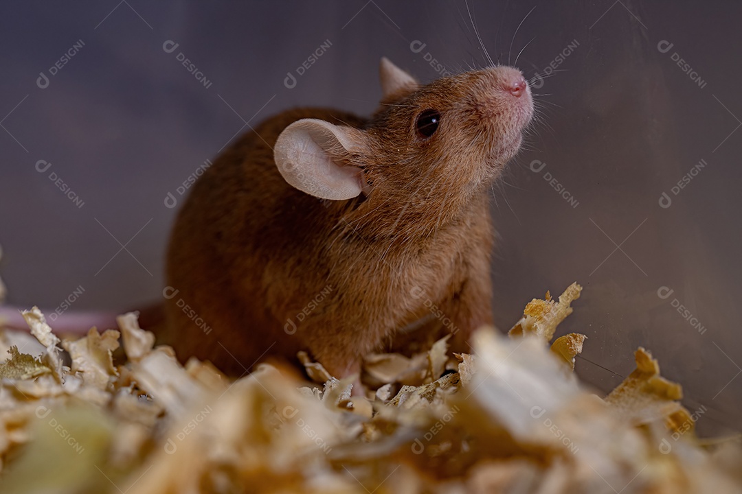 Camundongo pequeno da espécie Mus musculus