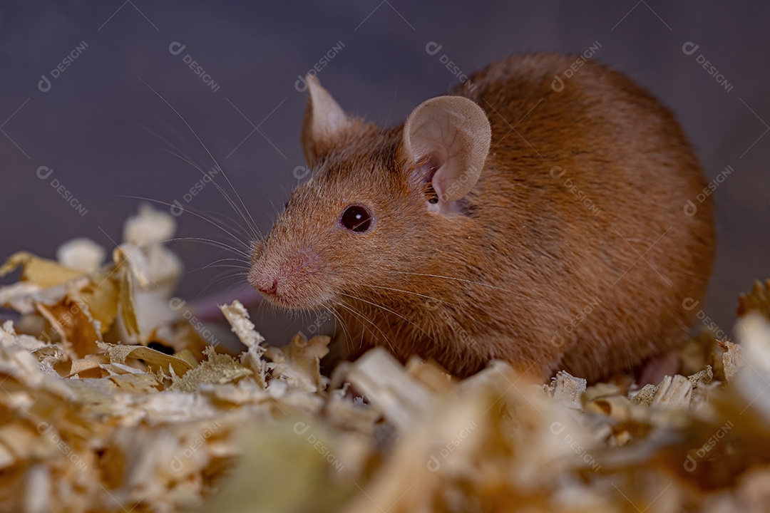 Camundongo pequeno da espécie Mus musculus