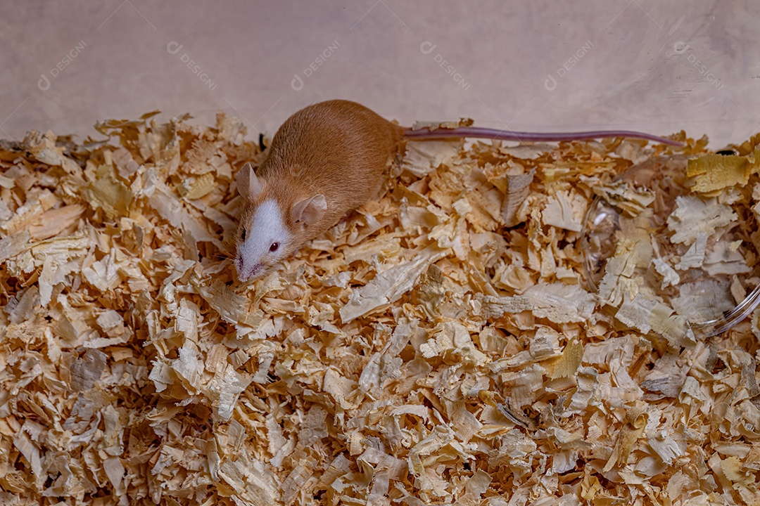 Camundongo pequeno da espécie Mus musculus