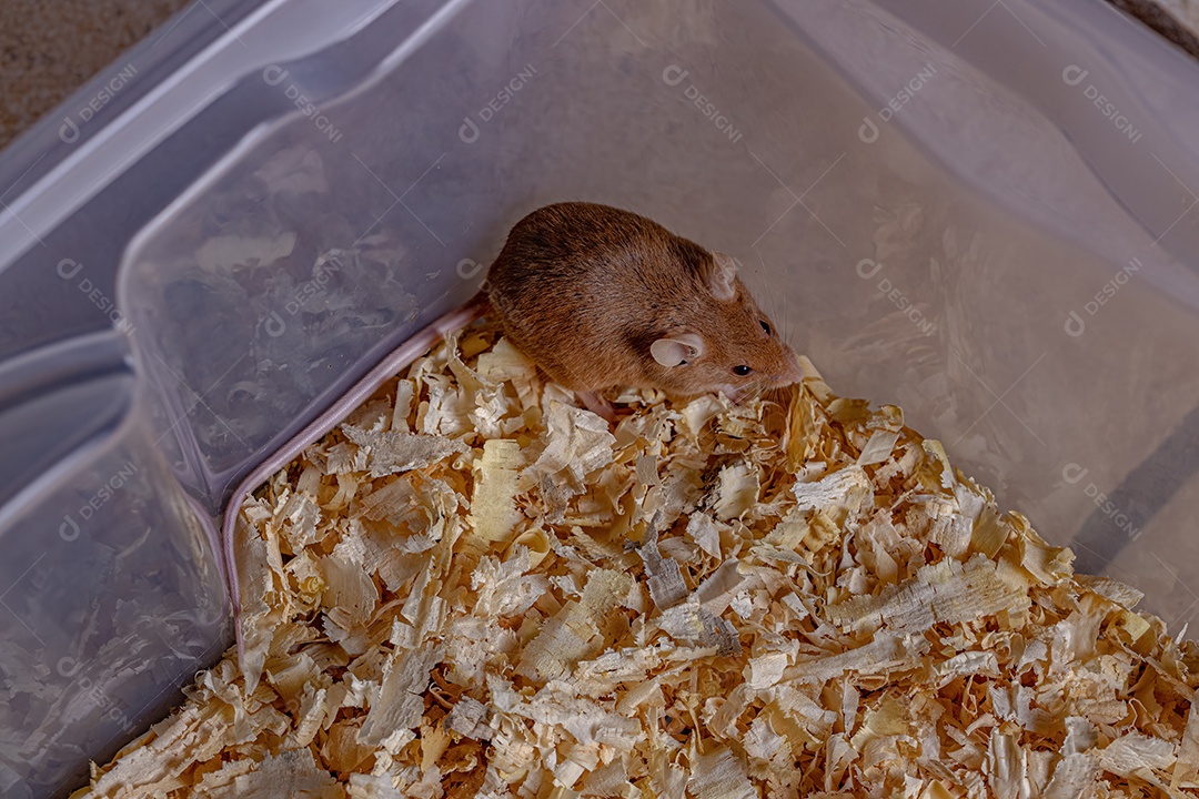 Camundongo pequeno da espécie Mus musculus