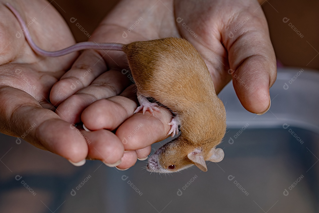 Camundongo pequeno da espécie Mus musculus