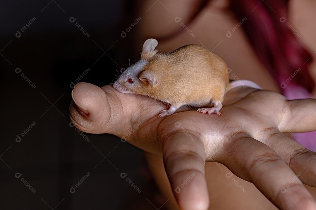 Camundongo pequeno da espécie Mus musculus