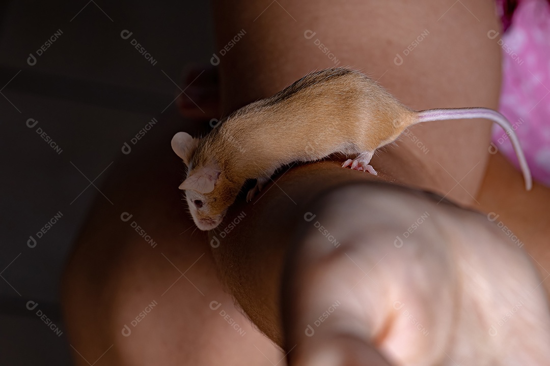 Camundongo pequeno da espécie Mus musculus