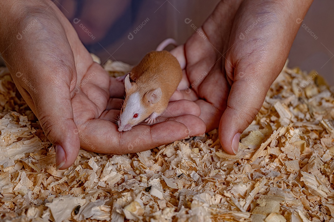Camundongo pequeno da espécie Mus musculus