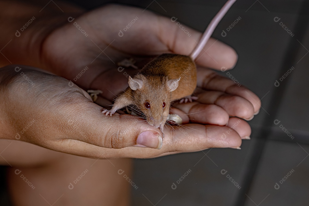 Camundongo pequeno da espécie Mus musculus